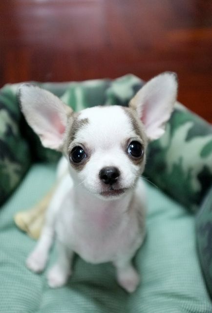 Chihuahua dog photo