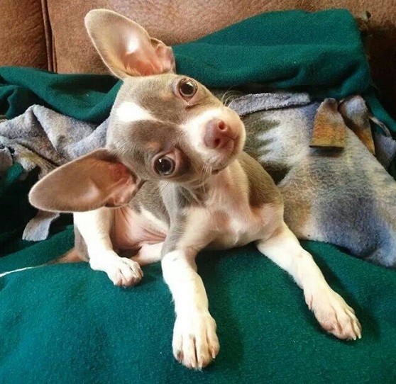 Chihuahua head tilt