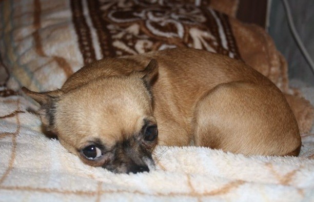 Chihuahua sad