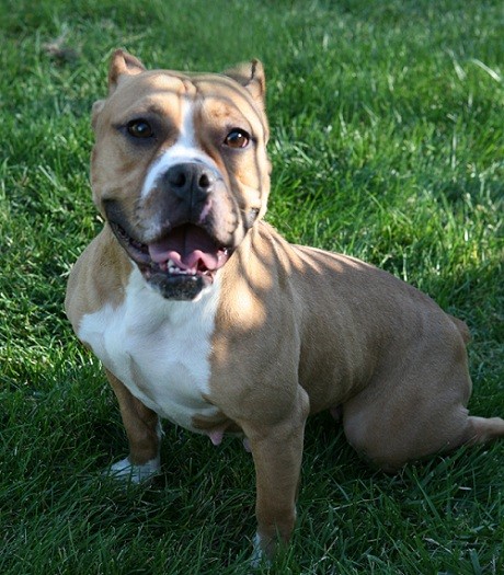 english bulldog pitbull mix for sale