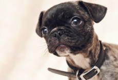 15 UNREAL Pug Cross Breeds You’ve Got To See To Believe