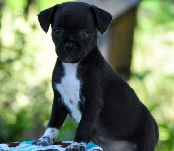 pug jack russell mix puppies