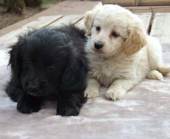 Pucker = Cocker Spaniel + Pug