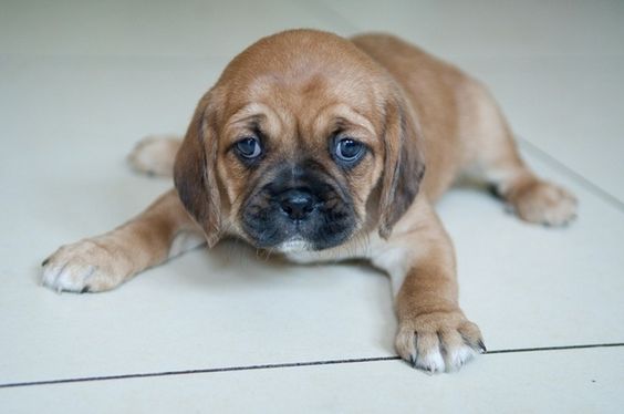 Pugalier 2 = Cavalier King Charles Spaniel + Pug