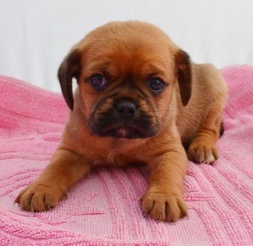 pug cross cavalier puppies