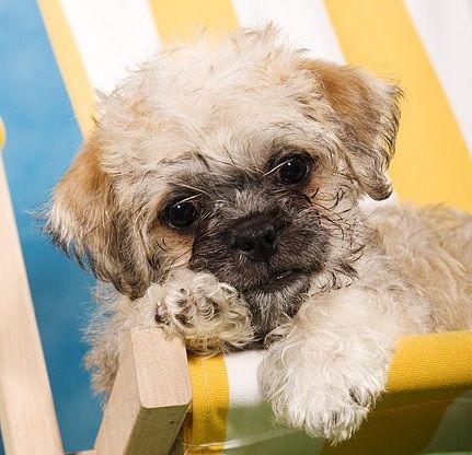 curly haired pug