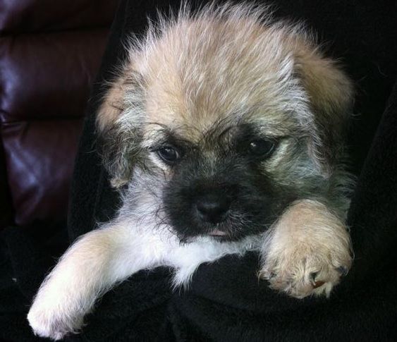 curly haired pug