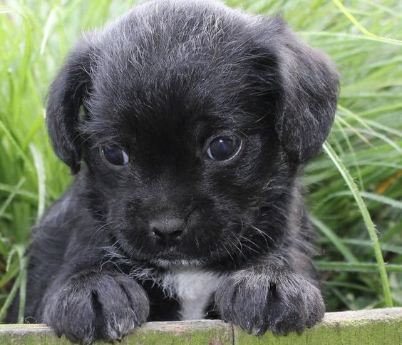 curly haired pug