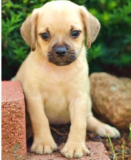 Pugs And Beagles Mix
