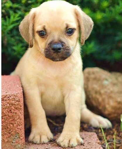 pug and beagle puppies