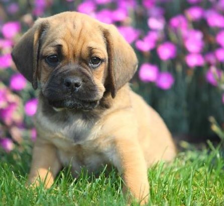 Puggle = Beagle + Pug