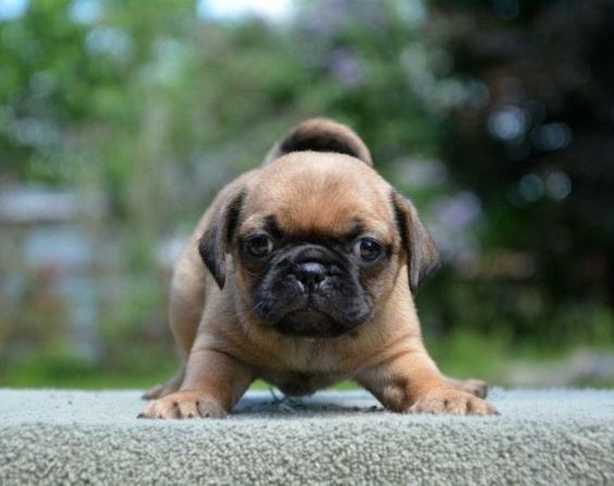 half yorkie half pug