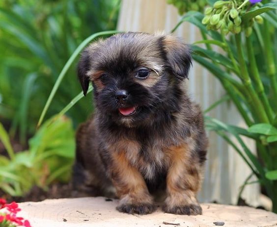 Pugshire 3 = Yorkshire Terrier + Pug