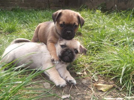 pug and yorkie mix