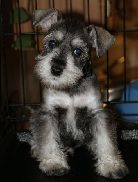 Schnauzer puppy