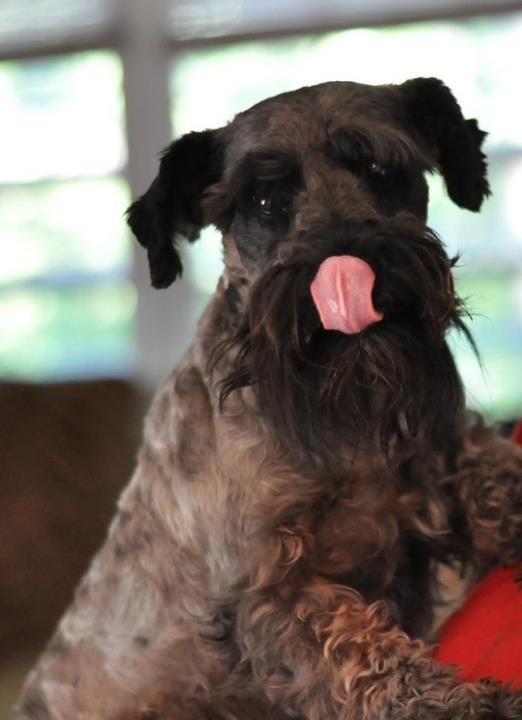 Schnauzer tongue