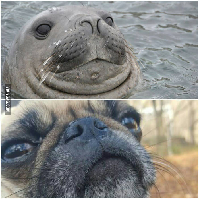pug and seal