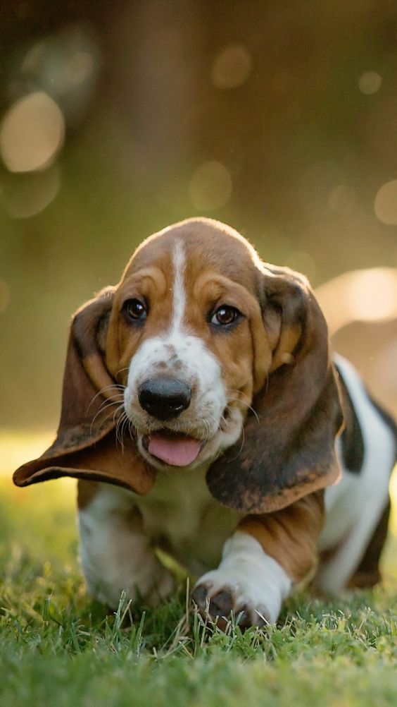 basset hound 1