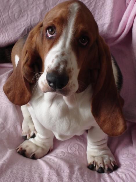 basset hound 12