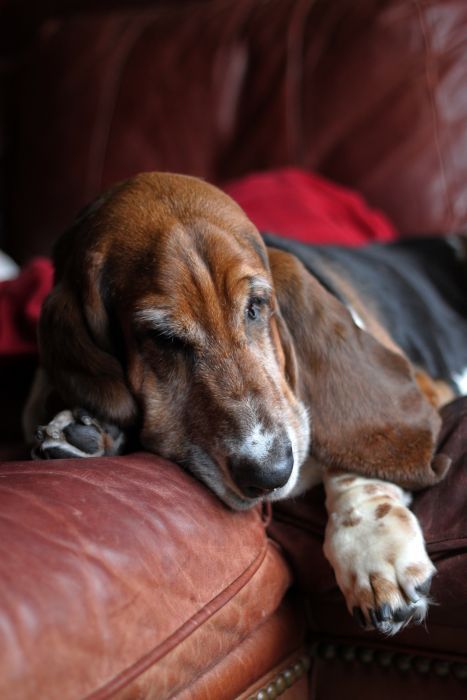 basset hound 19