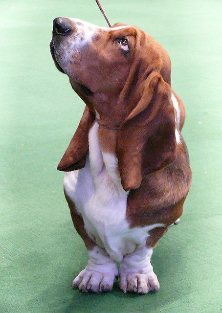 basset hound 3