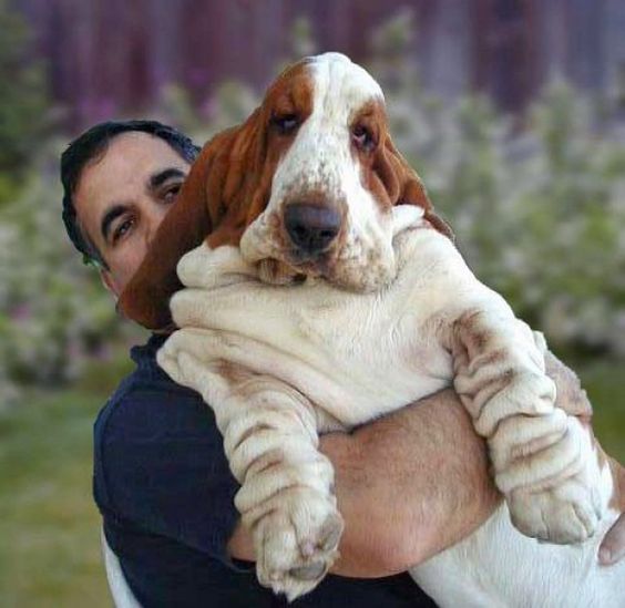 basset hound 3a