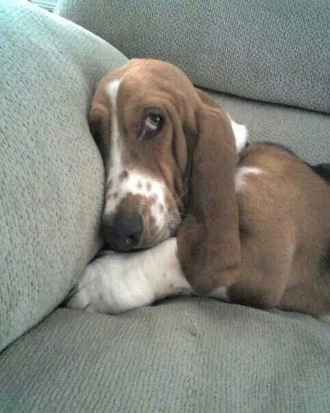 basset hound 4