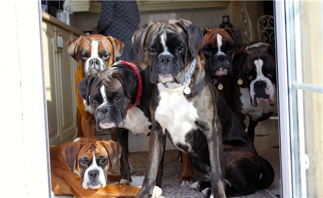 beautiful boxer dogs watching you pets