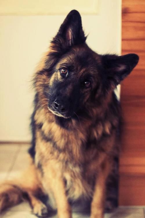 beautiful german shepherd