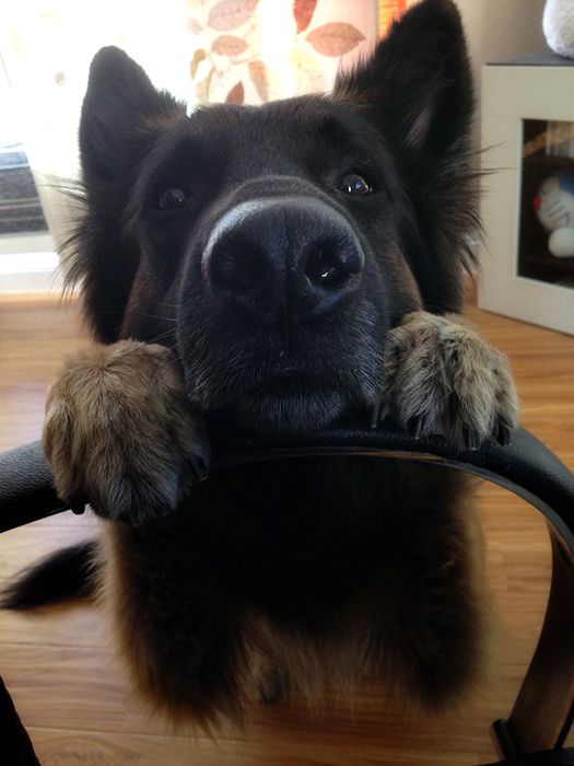 begging german shepherd pics