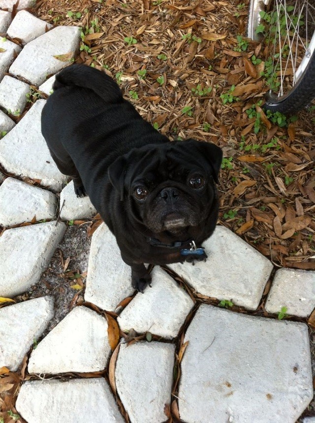 black pug eyes curious