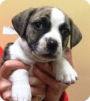 boxer terrier boston miniature breeds surprising cross mix vai