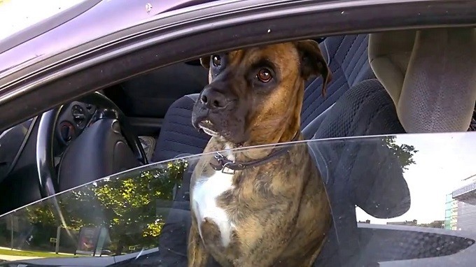 boxer dog car driving wheel
