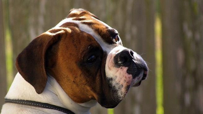boxer dog face pics closeup
