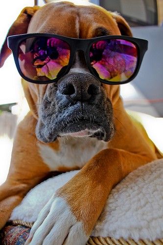 boxer dog glasses photo pics