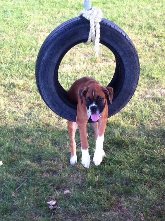 boxer dog photo funny wheel pics