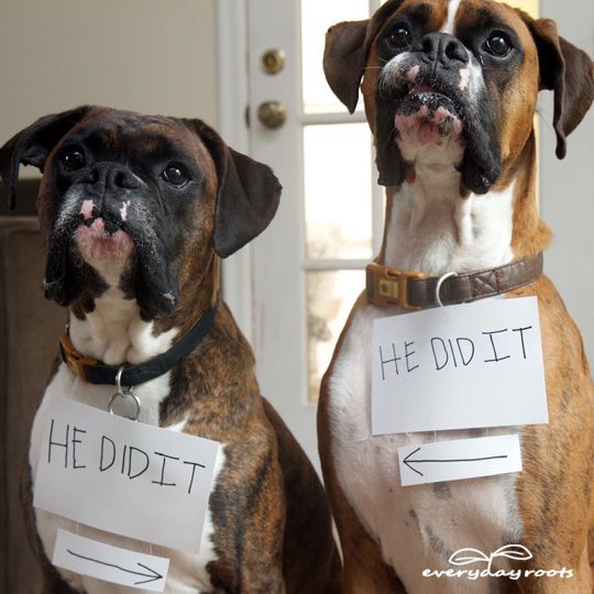 boxer dogs guilty funny pics