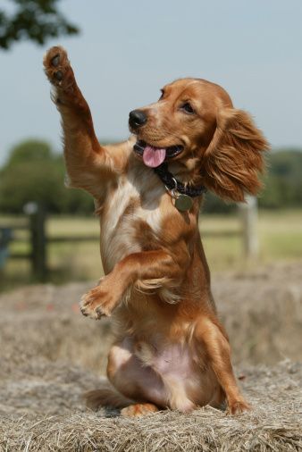 cocker spaniel 1a