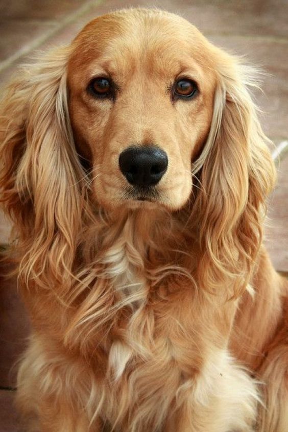 cocker spaniel 3a