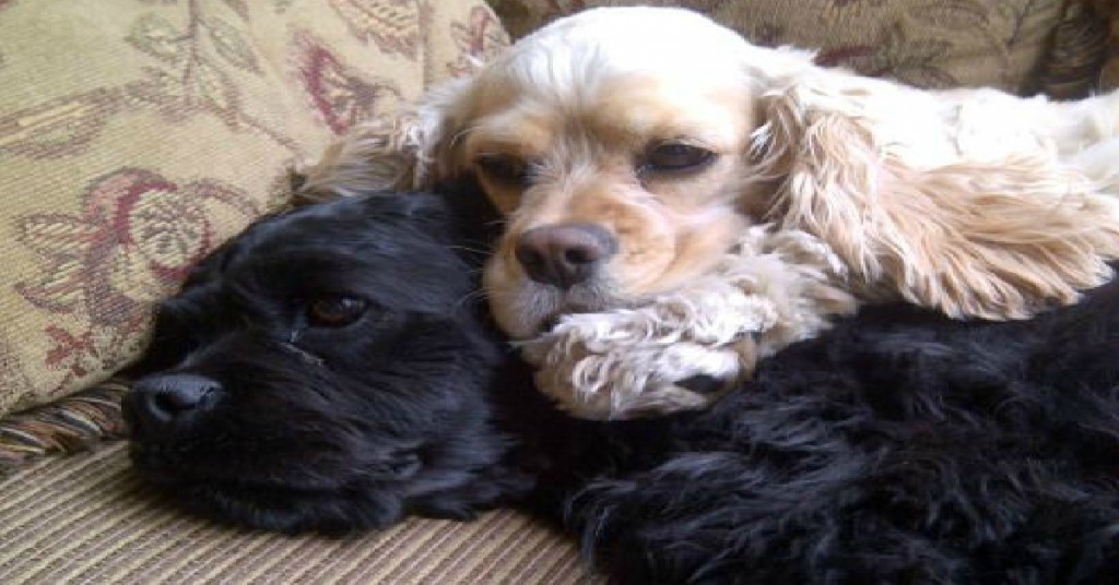 cocker spaniels black and gold_edited