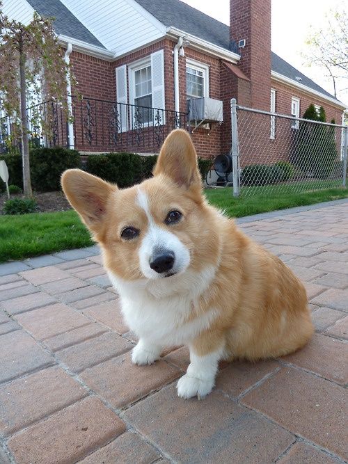 corgi 20