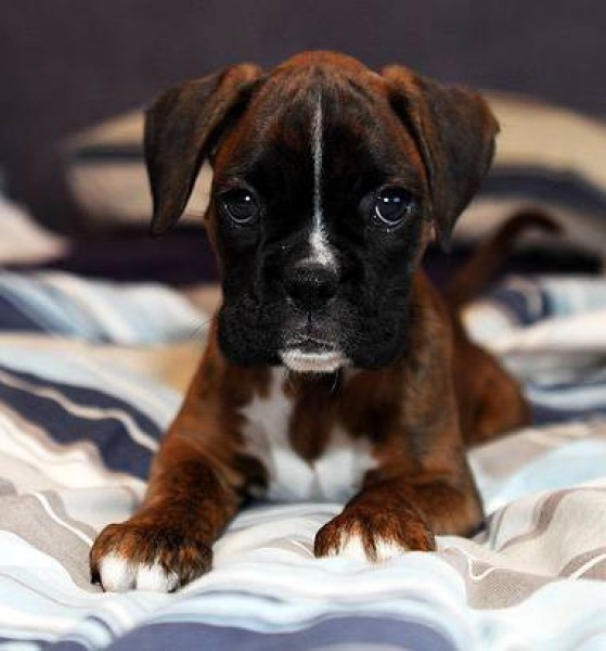 cute boxer puppy watching pics