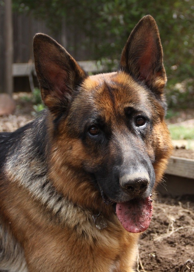 dirty nose german shepherd