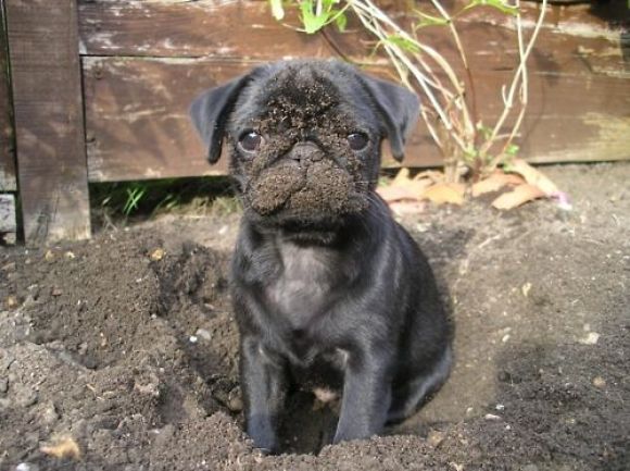 dirty pug face photo