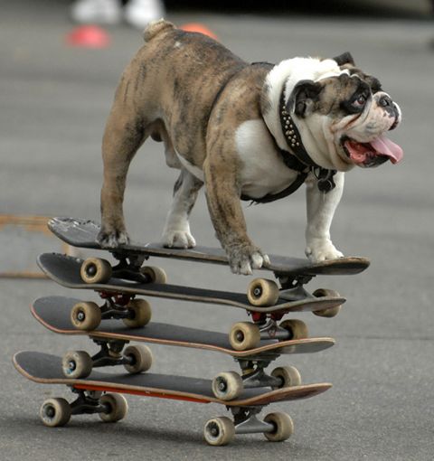 english bulldog 15