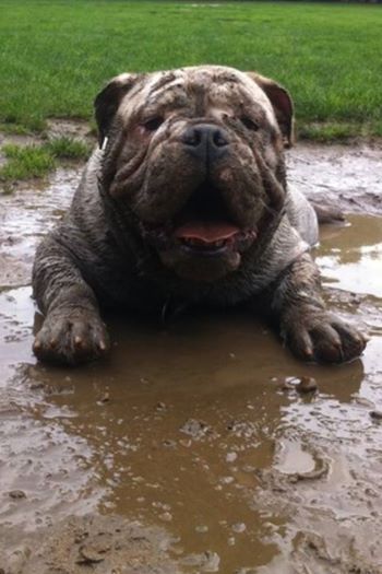 english bulldog 16