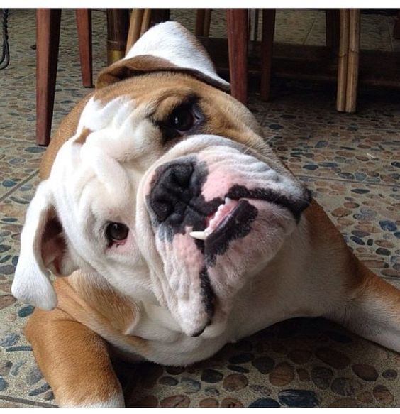 english bulldog 2