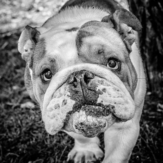 english bulldog 20