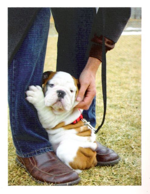 english bulldog 7