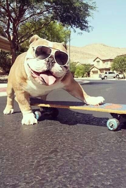 english bulldog 9